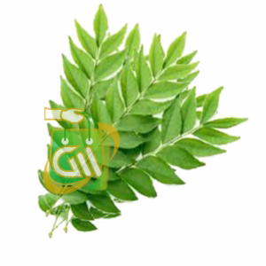 Curry Leaf